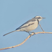 Mekong Wagtail